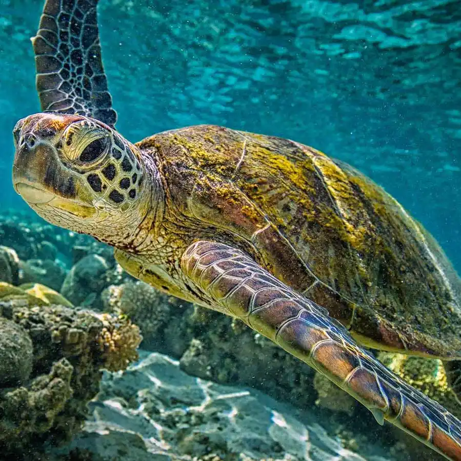 Nuwara Eliya – Bentota